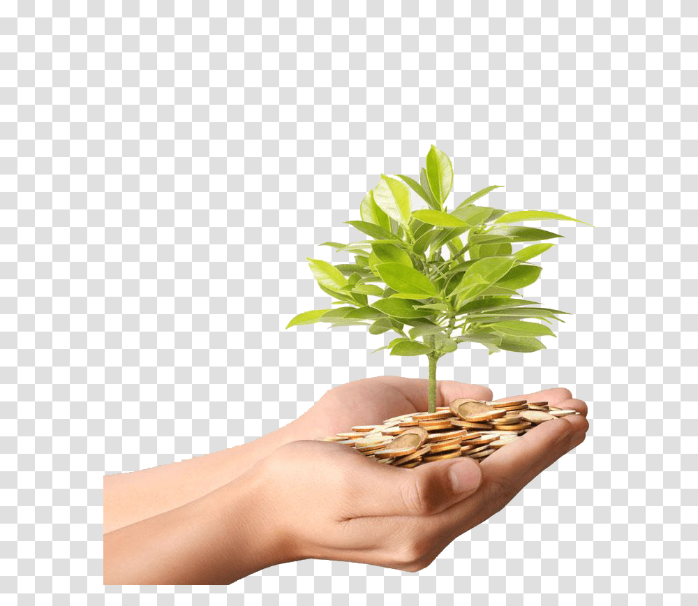 Download Plant Material Gold Money Photography Coins Tree Hq Money Plant And Coins, Person, Food, Leaf, Vegetable Transparent Png