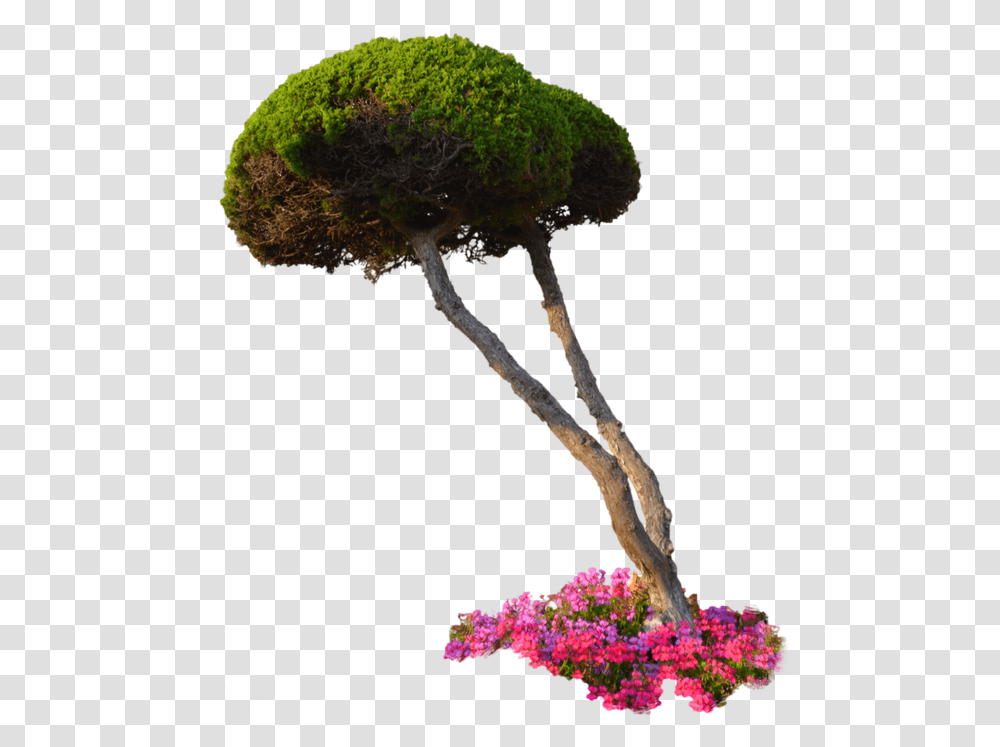 Download Plants File 321 Garden Plant Background, Moss, Tree, Vase, Jar Transparent Png