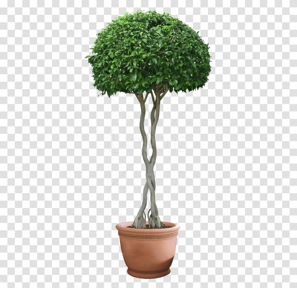 Download Plants Images Background, Tree, Lamp, Tree Trunk Transparent Png