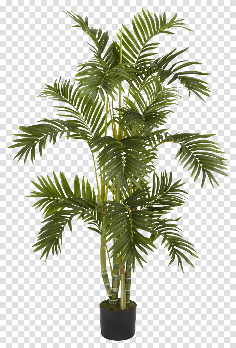 Download Plants Palm Plant, Tree, Green, Leaf, Palm Tree Transparent Png