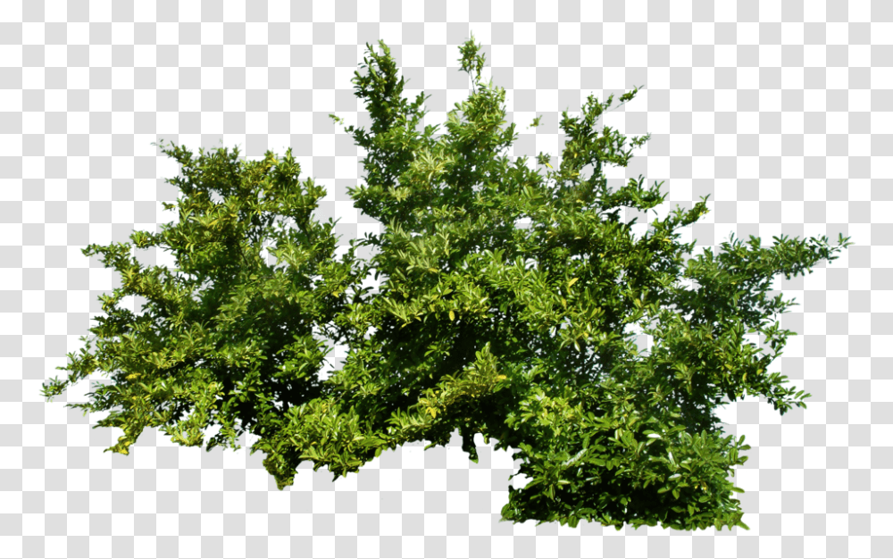 Download Plants Picture Bush, Vegetation, Tree, Oak, Green Transparent Png