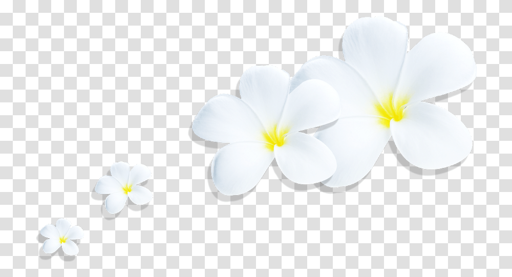 Download Plumeria Full Size Image Pngkit Lovely, Plant, Flower, Blossom, Petal Transparent Png