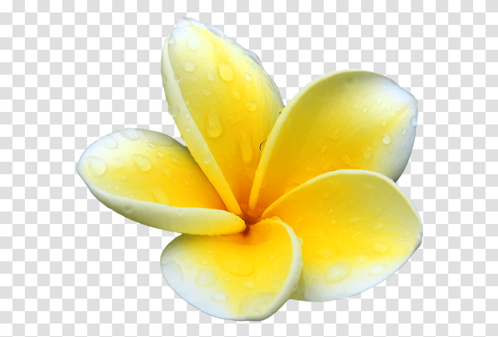 Download Plumeria Picture For Designing Projects Background Plumeria, Petal, Flower, Plant, Blossom Transparent Png