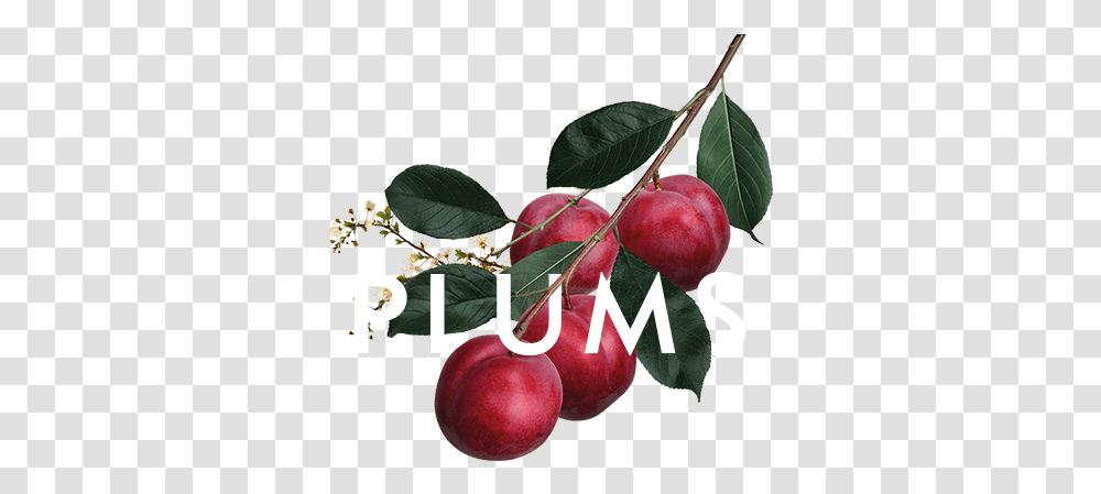 Download Plums Malpighia, Plant, Apple, Fruit, Food Transparent Png