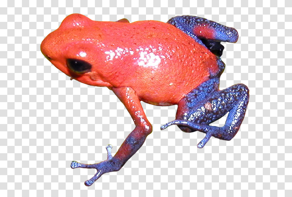 Download Poison Dart Frog Clipart Background Frogs On Background, Amphibian, Wildlife, Animal, Tree Frog Transparent Png