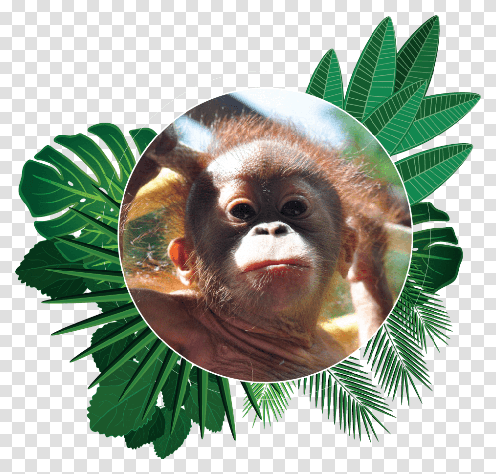 Download Popi The Orangutan Aware Environmental Adventure Of New World Monkey, Mammal, Animal, Wildlife, Ape Transparent Png