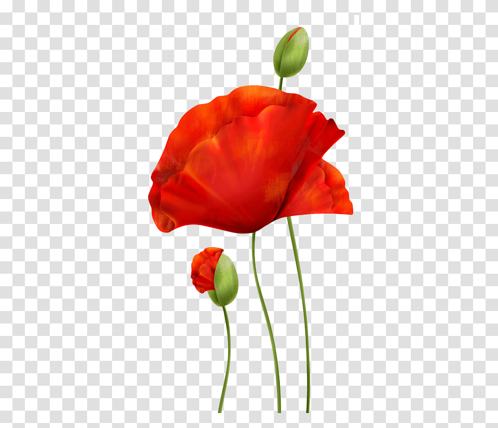Download Poppies Poppies, Plant, Flower, Blossom, Petal Transparent Png