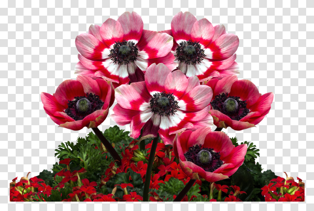 Download Poppies Poppy Mohngewaechs Flower, Plant, Anemone, Blossom, Pollen Transparent Png