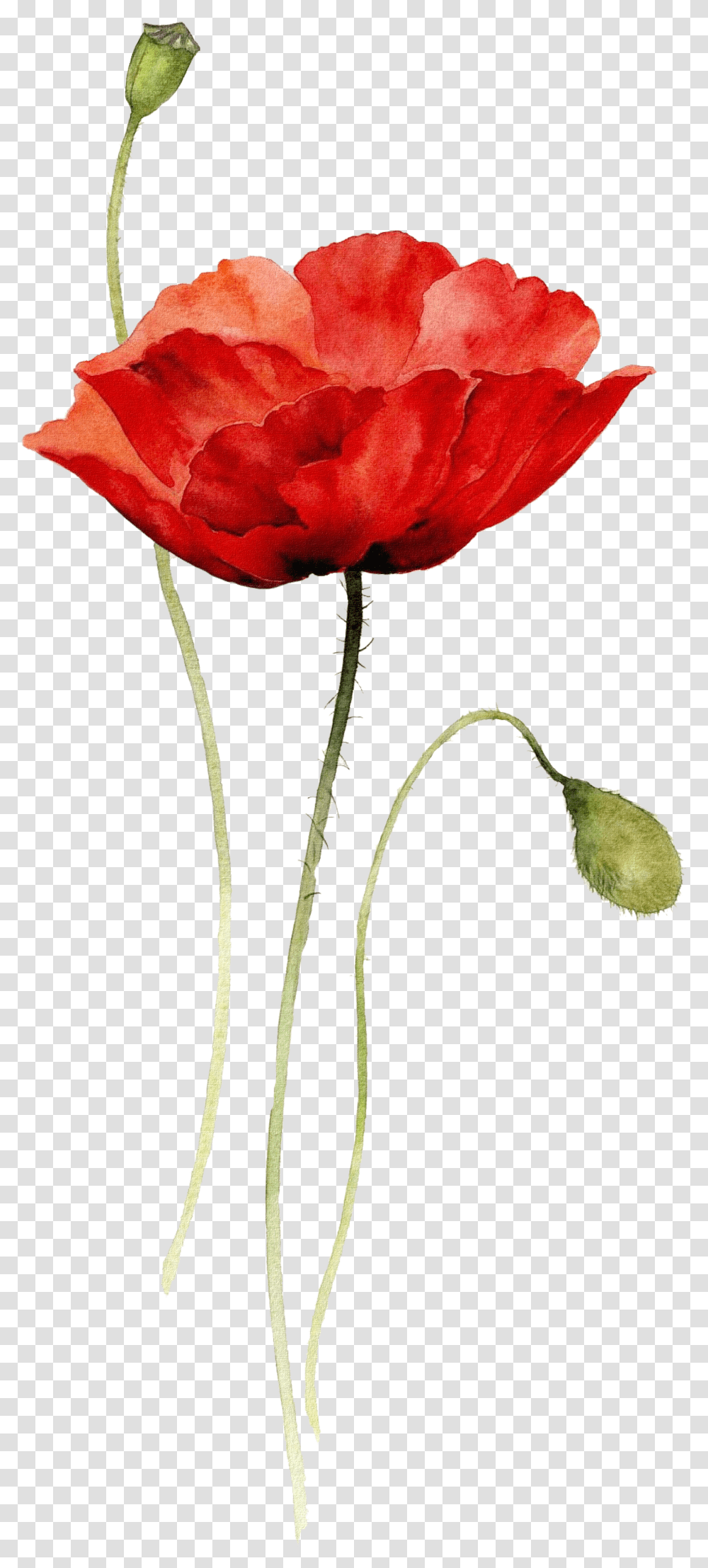 Download Poppies Watercolor Painting Paper Drawing Red Flower Watercolor Drawing, Plant, Blossom, Petal, Poppy Transparent Png