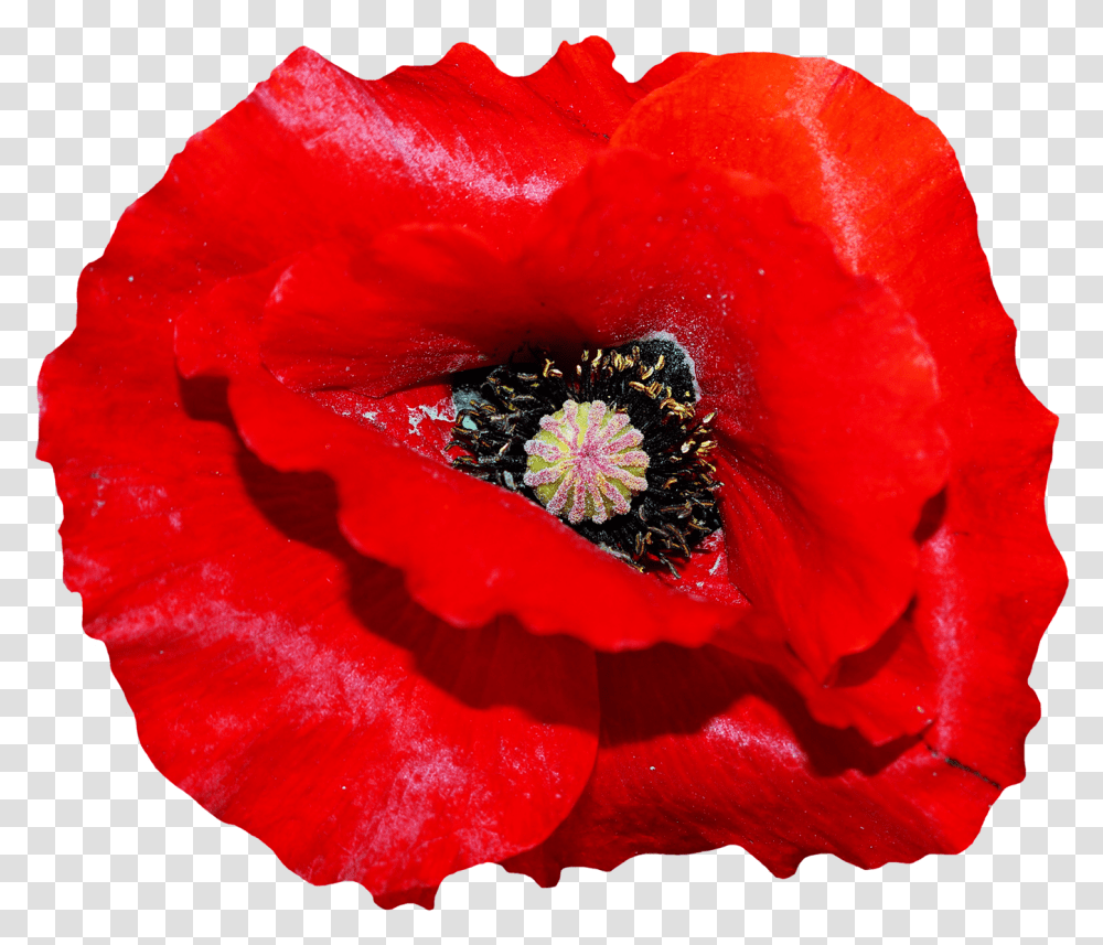 Download Poppy Flower Image For Free Background Poppy Flower, Rose, Plant, Blossom, Pollen Transparent Png