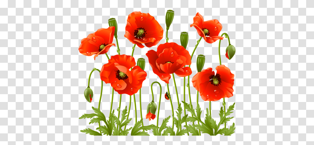 Download Poppy Flowers Red Poppies Spring Large Poppy Flower, Plant, Blossom, Petal, Geranium Transparent Png