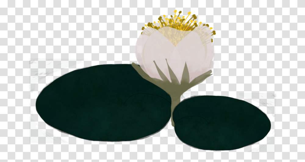 Download Popular Water Lily Image With No Background Paper, Plant, Flower, Blossom, Pond Lily Transparent Png