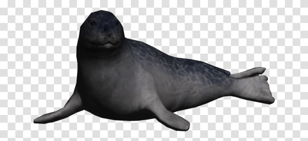 Download Portrait Seal Ringed Seal Animals, Mammal, Sea Life, Sea Lion Transparent Png