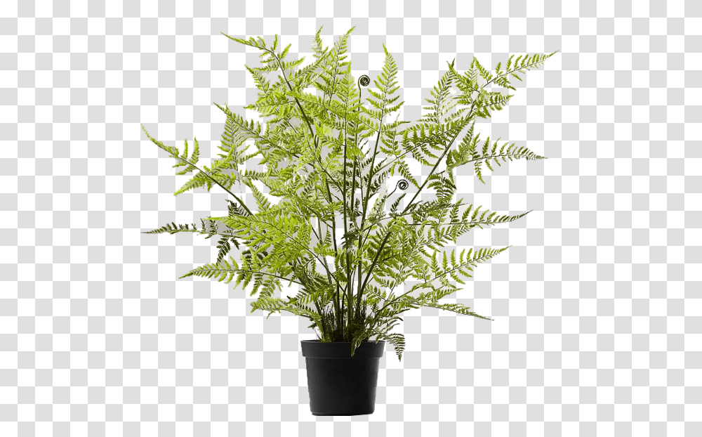 Download Potted Tree Fern Image With No Background Dverglo Jysk, Plant, Leaf, Flower, Blossom Transparent Png