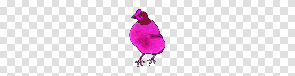 Download Poussin Free Icon And Clipart Freepngclipart, Bird, Animal, Poultry, Fowl Transparent Png