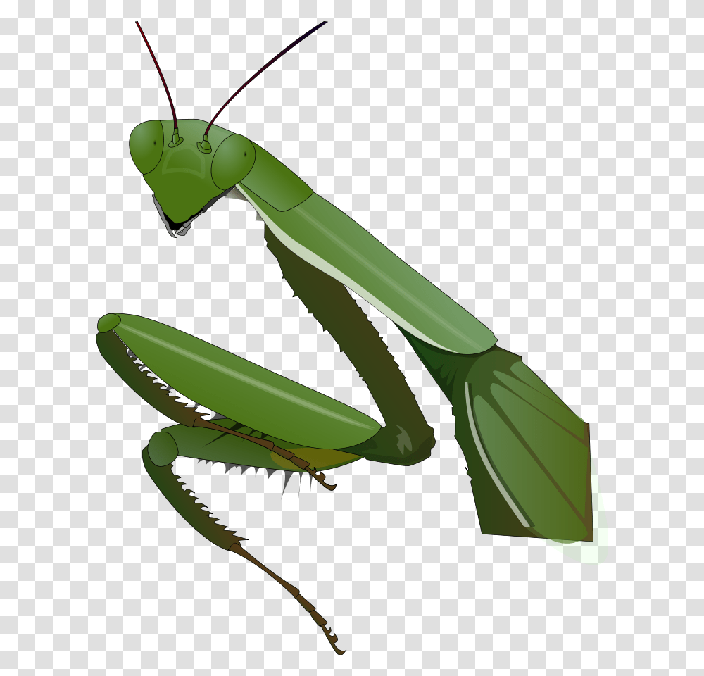 Download Praying Mantis Clipart, Invertebrate, Animal, Insect, Cricket Insect Transparent Png