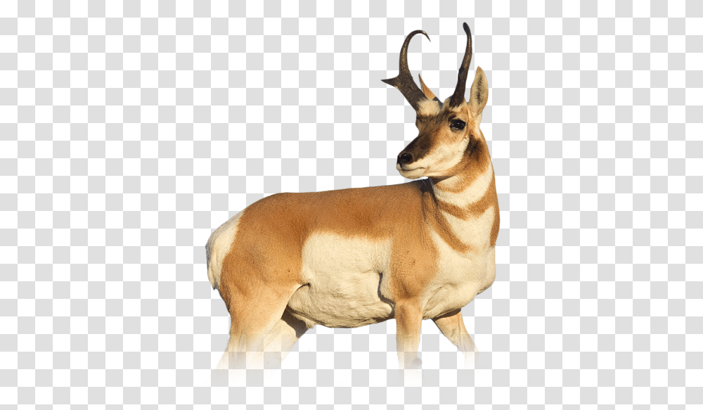 Download Pronghorn Antelope Colorado Animals To Hunt, Wildlife, Mammal, Gazelle, Dog Transparent Png