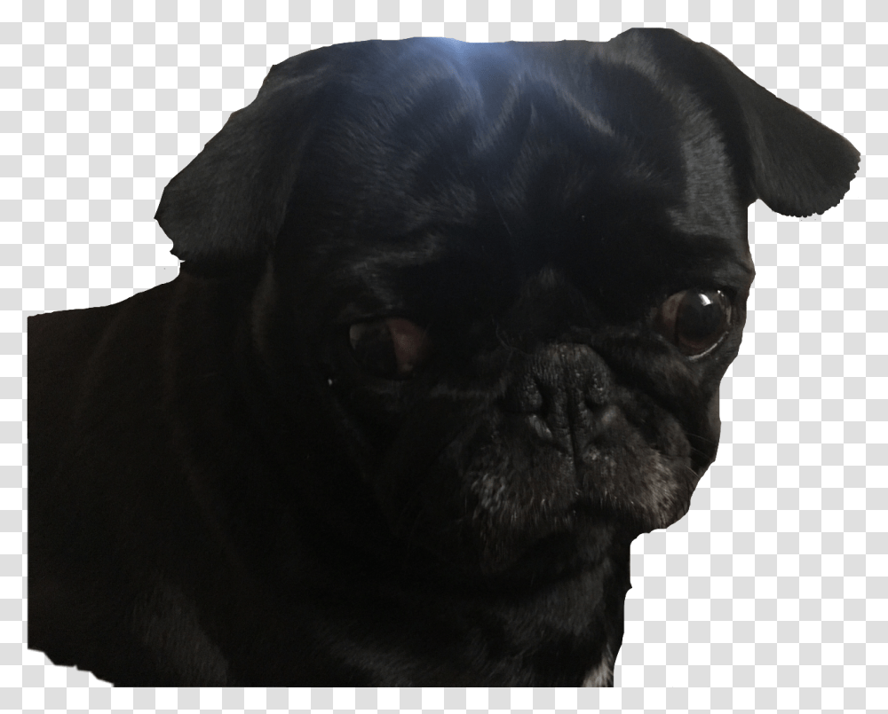Download Pug Blackpug Dog Cute Puppy Black Pug, Pet, Canine, Animal, Mammal Transparent Png