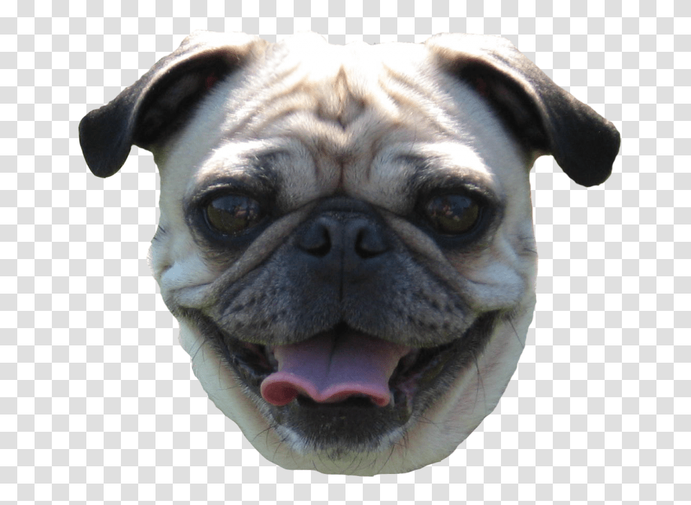 Download Pug Head Pug Face, Dog, Pet, Canine, Animal Transparent Png