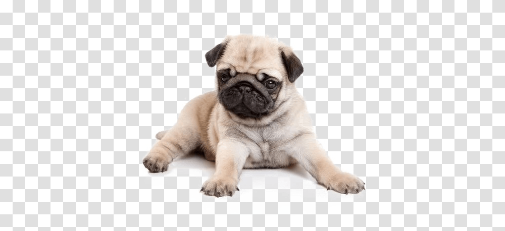 Download Pug Image Background Pug Puppies, Dog, Pet, Canine, Animal Transparent Png
