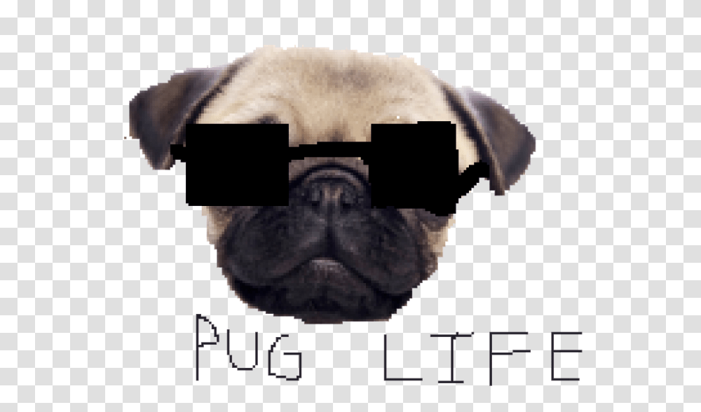 Download Pug Life Clipart Dan Tdm Dog, Mammal, Animal, Pet, Canine Transparent Png