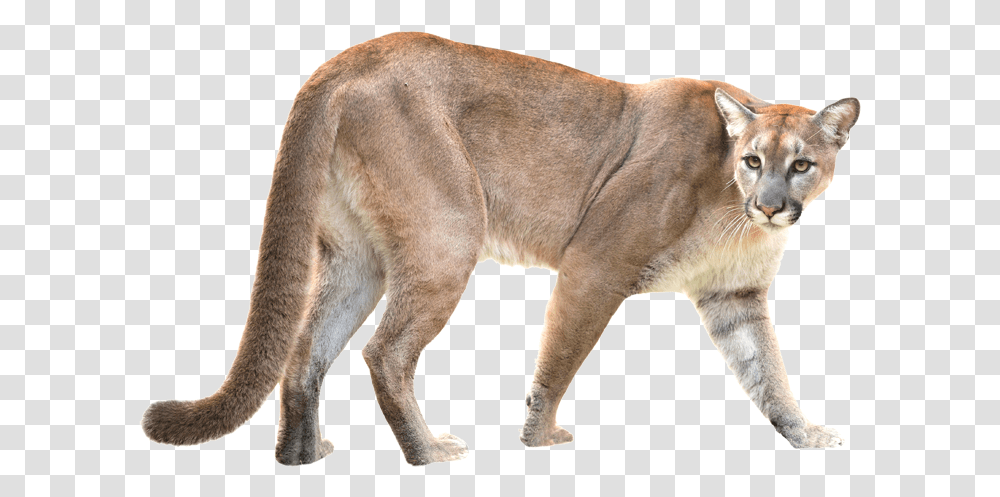 Download Puma Mountain Lion Puma Animal White Background, Wildlife, Mammal, Dog, Pet Transparent Png