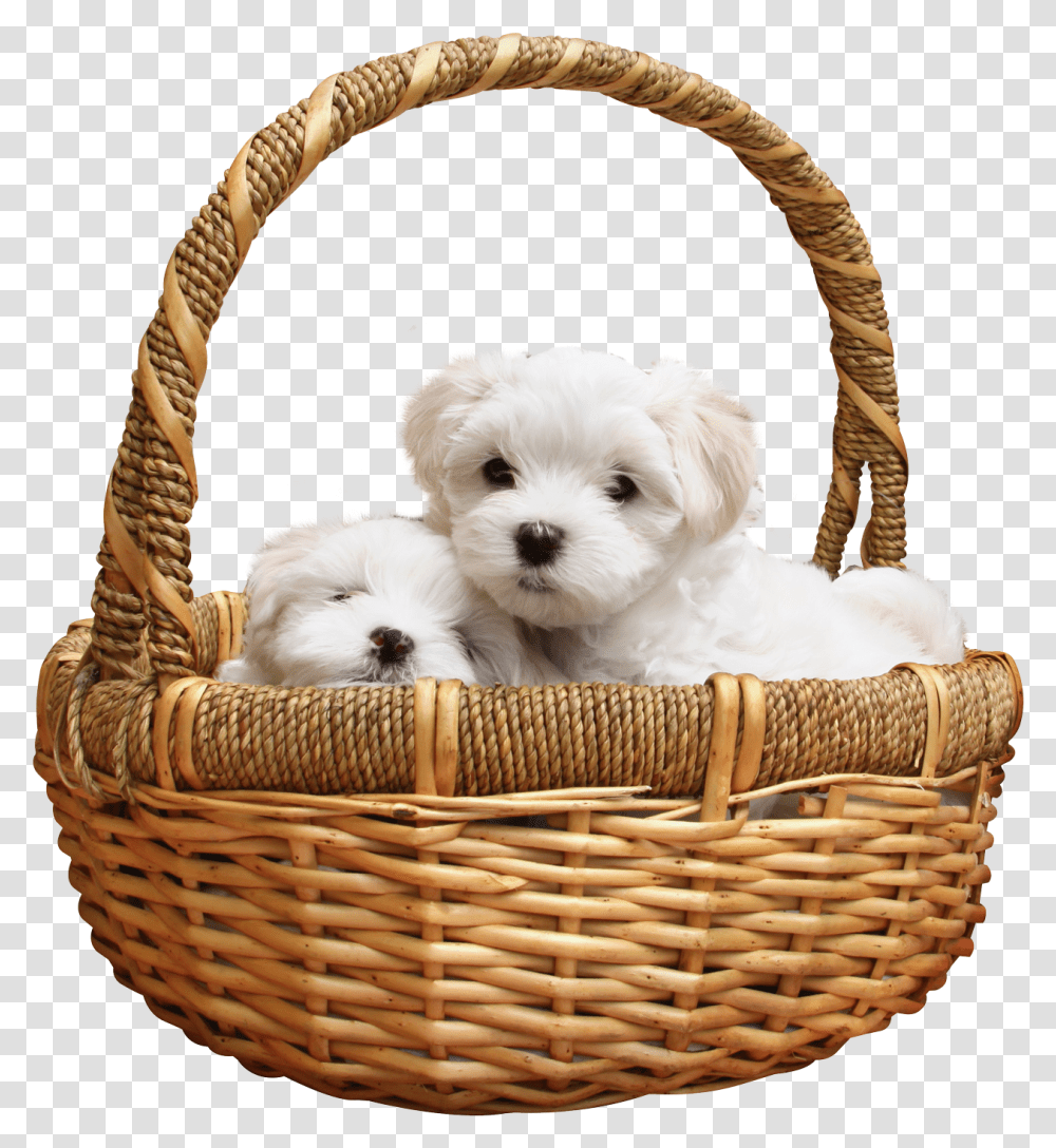 Download Puppy Image For Free Puppy, Basket, Dog, Pet, Canine Transparent Png