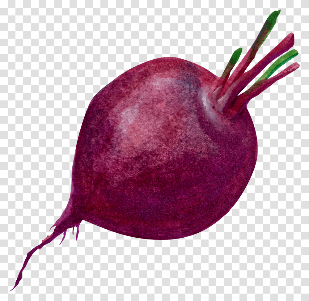 Download Purple Common Beet Transprent Purple Beetroot, Plant, Vegetable, Food, Produce Transparent Png