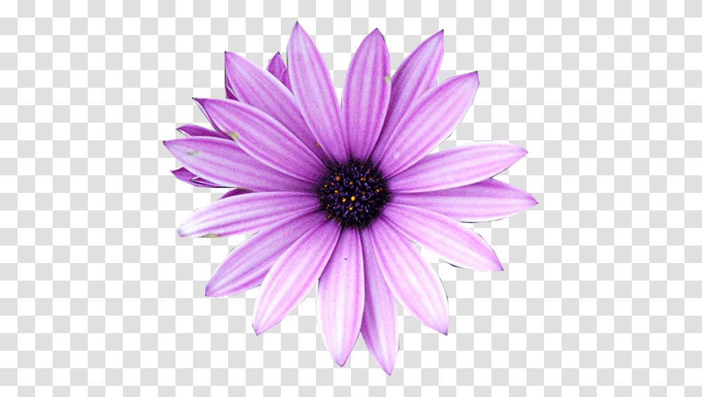 Download Purple Flower Purple Flower Vector, Plant, Daisy, Daisies, Blossom Transparent Png