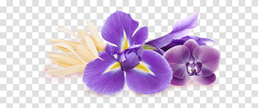 Download Purple Iris Flower Cattleya Orchids, Plant, Blossom, Petal, Anther Transparent Png