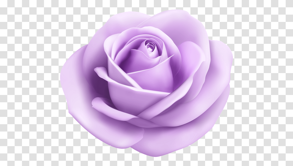 Download Purple Purpleflower Purplerose Light Blue Rose, Plant, Blossom Transparent Png