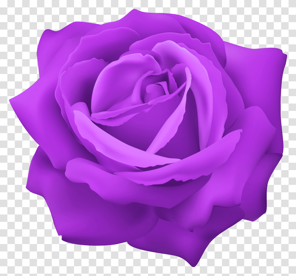 Download Purple Rose Image With No Background Transparent Png