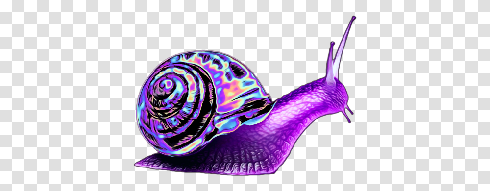 Download Purple Snail Image With No Background Pngkeycom Animal Has One Leg, Clothing, Apparel, Invertebrate, Metropolis Transparent Png