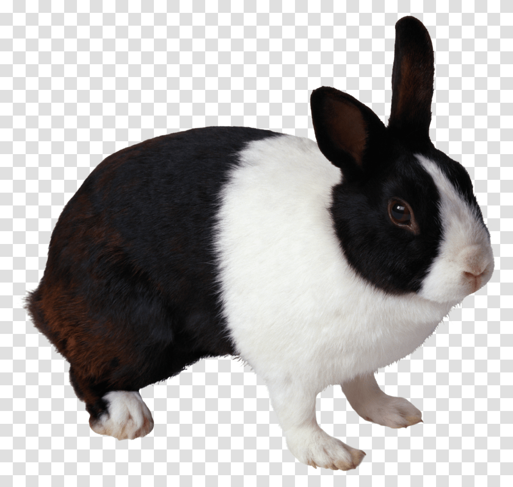 Download Rabbit Free Image And Clipart Black And White Rabbit, Rodent, Mammal, Animal, Bunny Transparent Png