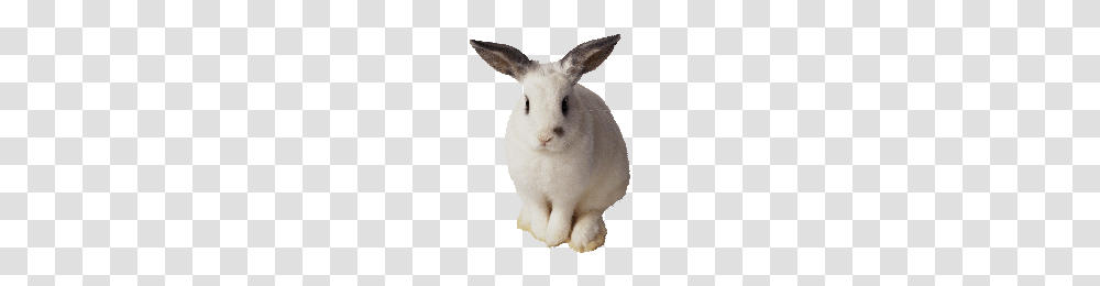 Download Rabbit Free Photo Images And Clipart Freepngimg, Mammal, Animal, Rodent, Hare Transparent Png