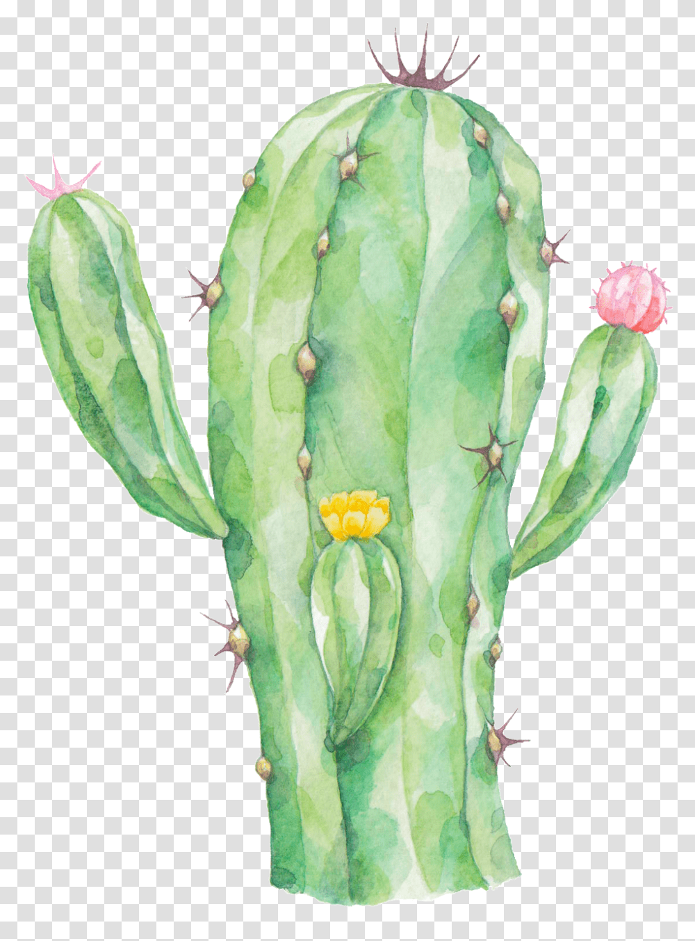 Download Radiation Proof Cactus Cactus Watercolor Cactus With Background, Plant Transparent Png