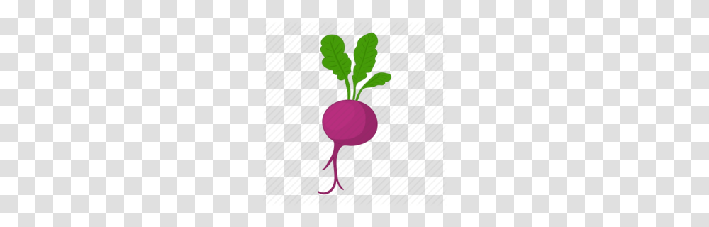 Download Radish Clipart Beetroot Daikon Vegetable Food, Plant, Produce, Turnip Transparent Png