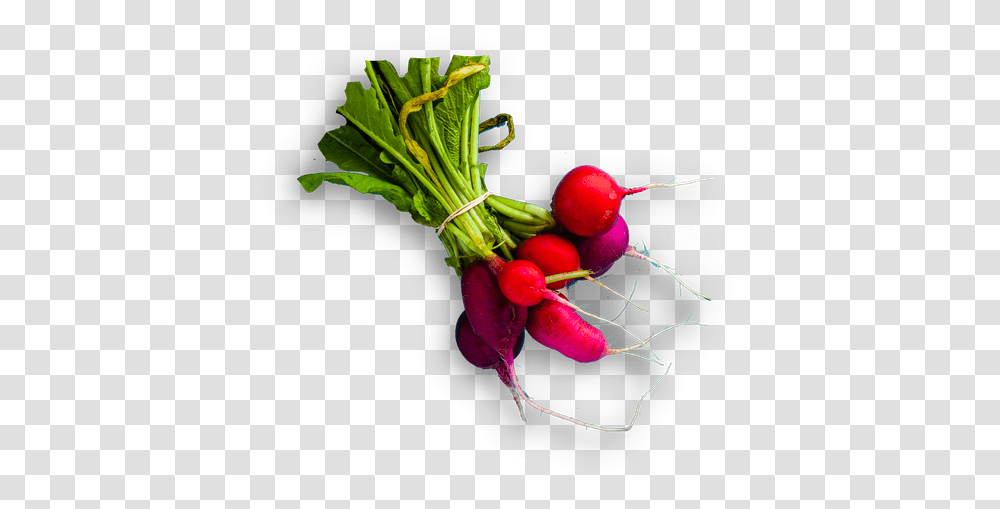 Download Radish Hd Radish, Plant, Vegetable, Food Transparent Png