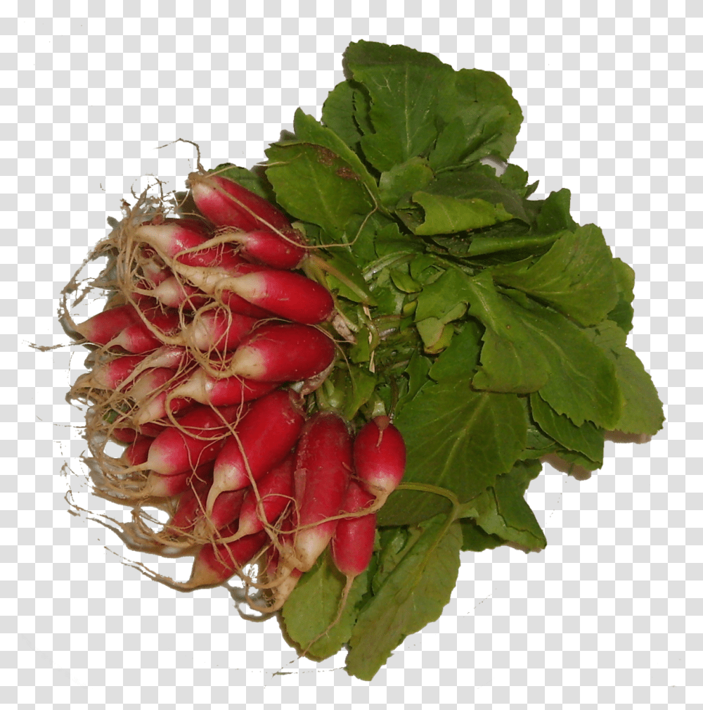Download Radish Image With No Background Pngkeycom Beet Greens, Plant, Vegetable, Food, Rose Transparent Png