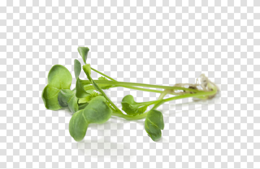 Download Radish Sprouts Radish Sprout, Plant, Food, Produce, Vegetable Transparent Png