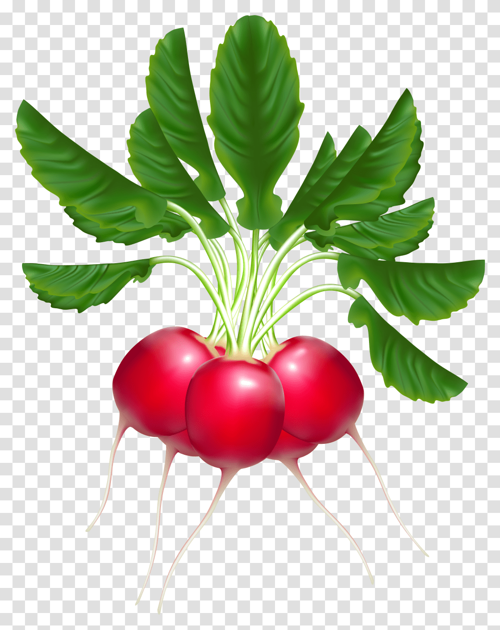 Download Radishes Clipart Transparent Png