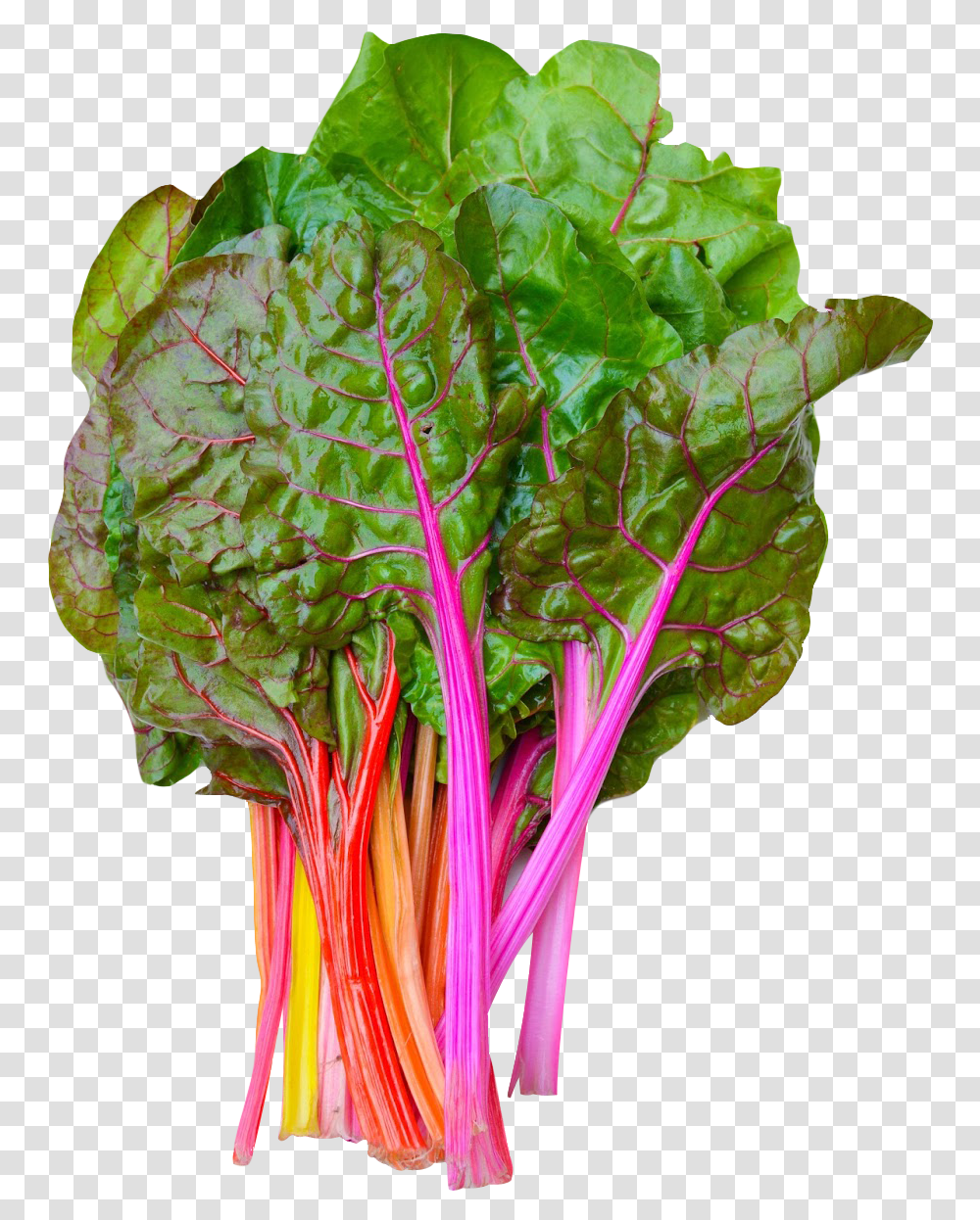 Download Rainbow Swiss Chard Image Swiss Chard, Plant, Vegetable, Food, Produce Transparent Png
