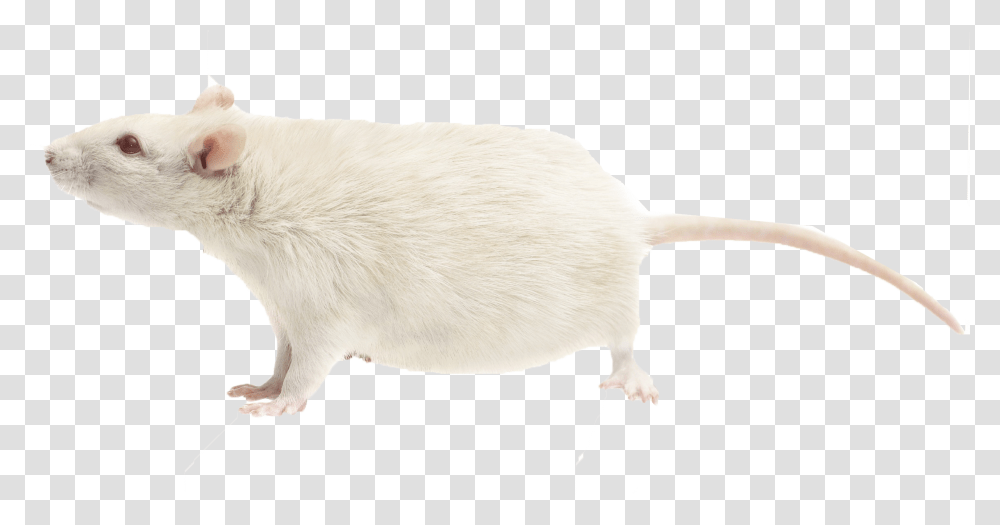 Download Rat Free Mouse, Rodent, Mammal, Animal, Bird Transparent Png