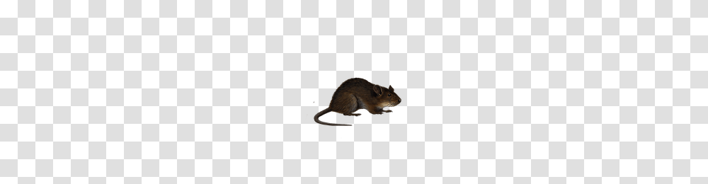 Download Rat Free Photo Images And Clipart Freepngimg, Rodent, Mammal, Animal, Wildlife Transparent Png