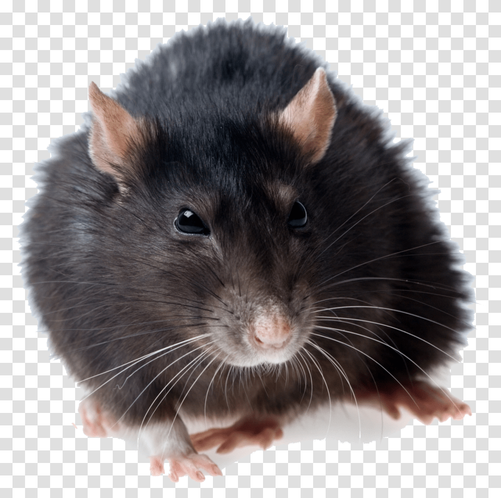 Download Rat Photos Rat, Rodent, Mammal, Animal, Pet Transparent Png