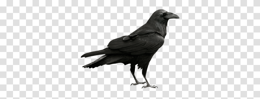 Download Ravan Free Image And Clipart, Bird, Animal, Crow Transparent Png