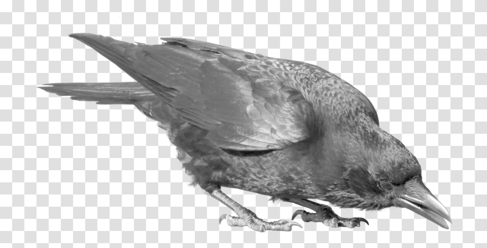 Download Raven Bird Image 390 Crow Bird, Animal, Pigeon, Dove Transparent Png