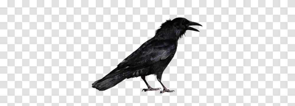 Download Raven Free Image And Clipart, Bird, Animal, Crow, Blackbird Transparent Png