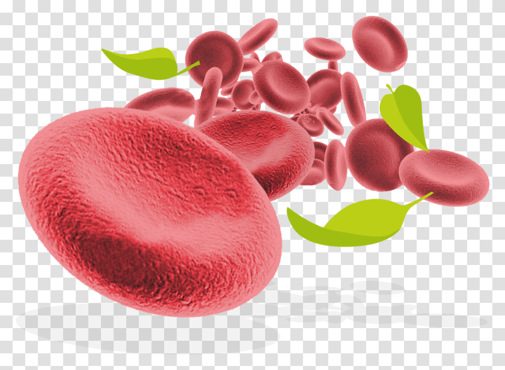Download Red Blood Cells And Leaves Red Blood Cell, Plant, Petal, Flower, Blossom Transparent Png