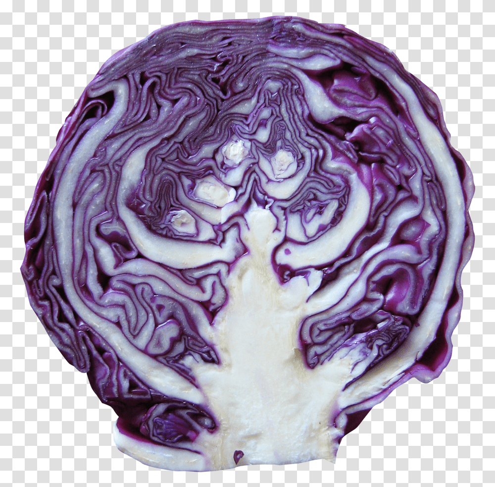 Download Red Cabbage Image For Free Red Cabbage, Plant, Vegetable, Food, Rose Transparent Png